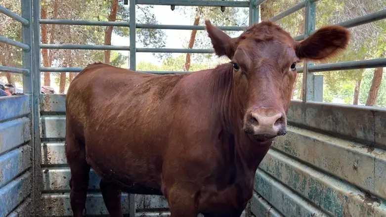 WATCH: The Truth About the Red Cows In Israel