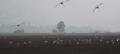 Hula Valley, Closed During the War, Reopens for Visitors